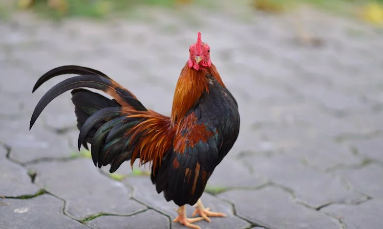 Iluzia sufletului pereche: Când dragostea devine minciună