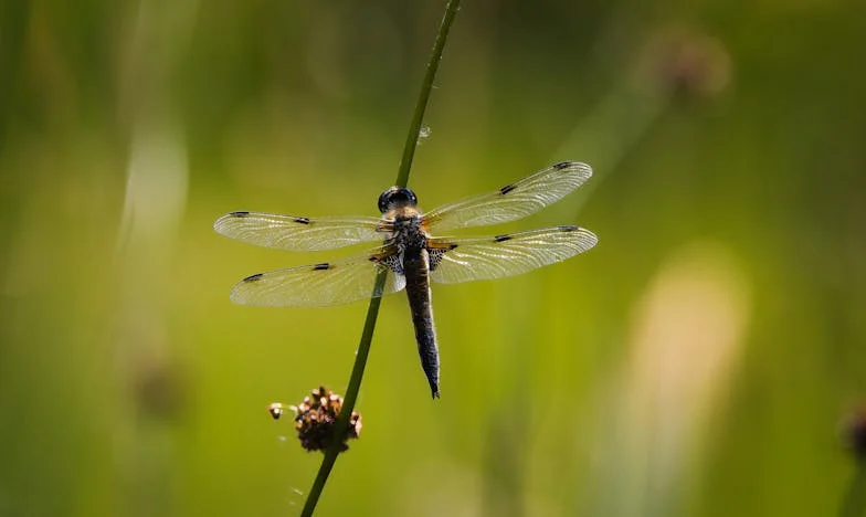 Când am devenit o povară: Confesiunea unei soacre românce