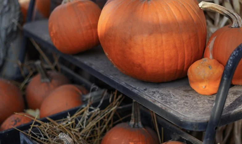 Când banii nu cumpără dragoste: povestea primului nostru apartament și a răcelii din familie