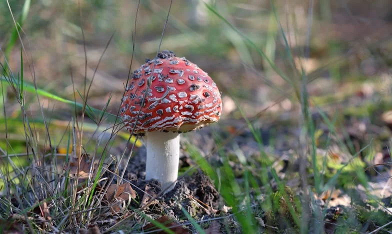 Când Bunătatea Devine O Capcană: Povestea Mea cu Soacra