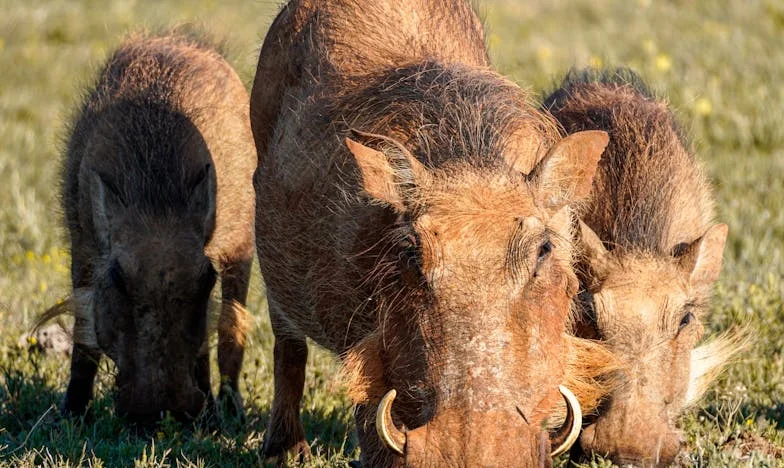Când casa ta devine străină: Povestea unei mame pe nume Mariana