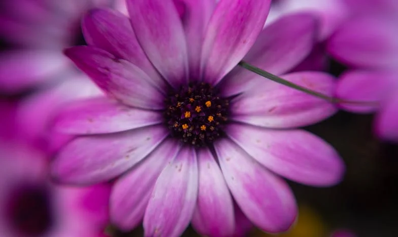 Când prietenia se frige pe grătar: Povestea unei trădări neașteptate