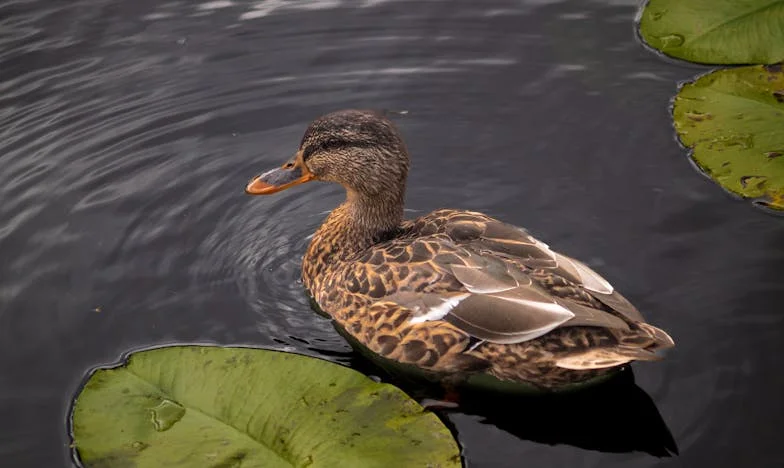 Între două focuri: Povestea mea din inima unei familii dezbinate
