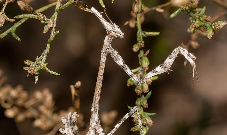 Între două focuri: Povestea unei iubiri sufocate de umbra mamei