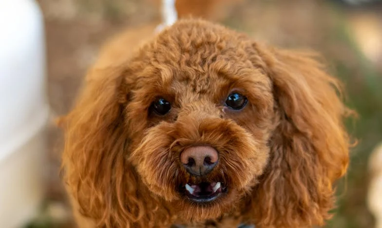 La răscrucea inimii: Cum am găsit puterea să mă ridic după trădarea soțului meu