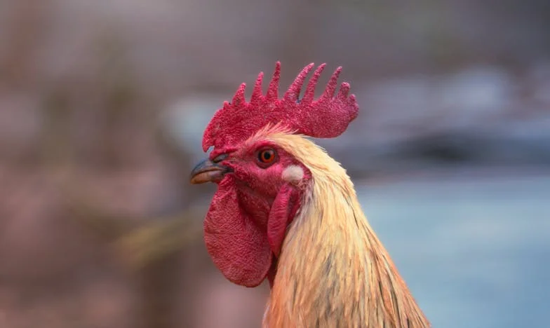 Nora mea și ecranul dintre noi