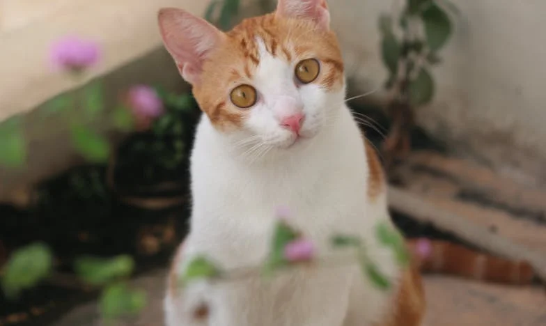 Umbra unei femei necunoscute: Povestea unui secret de familie