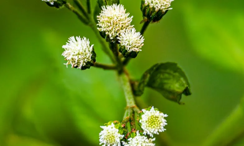 Casa bunicii: O moștenire care ne-a despărțit