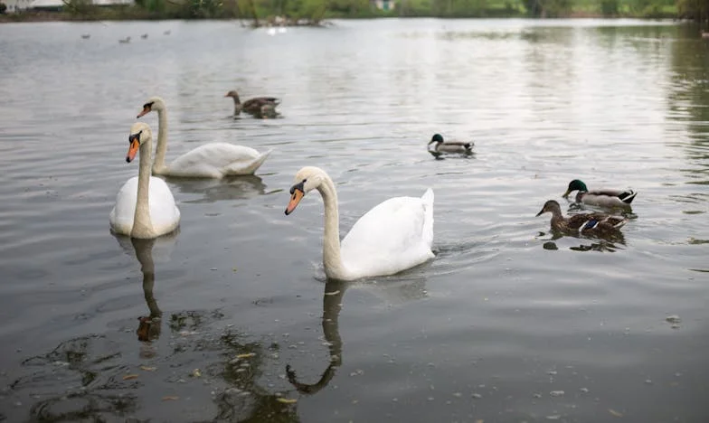 Casa care ne-a despărțit: lupta mea pentru libertate și adevăr