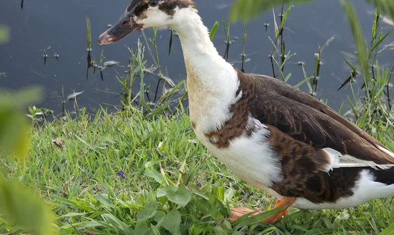 Cheile tăcerii: Cum am pierdut casa în propriul apartament