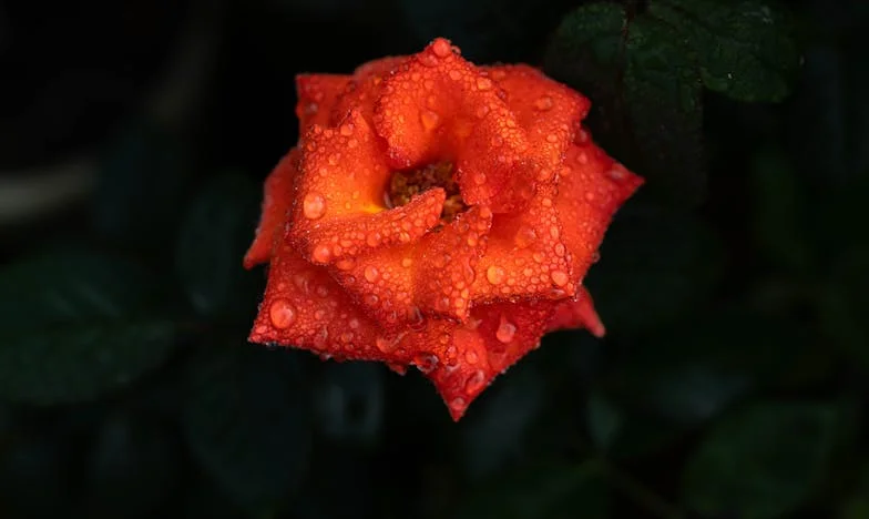 „Fiul meu nu va fi țăran!” – Povestea unei mese de familie care a schimbat totul