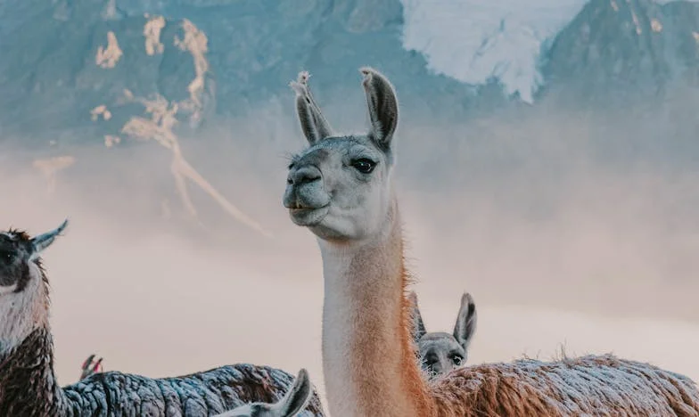 Între două lumi: când familia se rupe dinăuntru