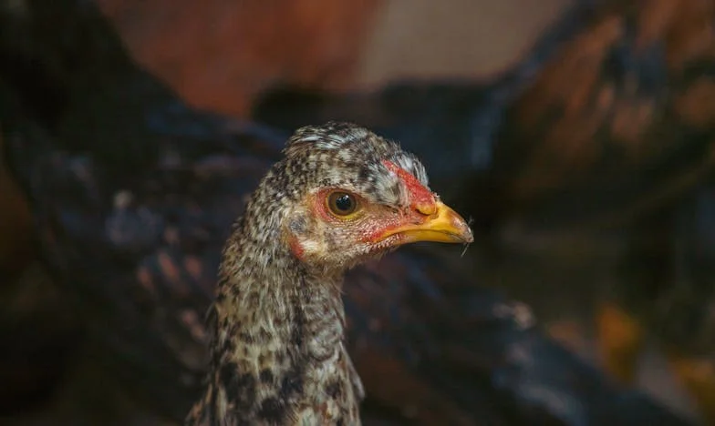 Învăț să iubesc din nou: Povestea mea despre acceptare și familie