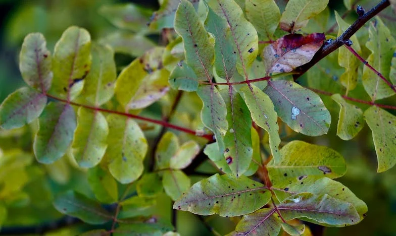 La răscrucea inimii: Povestea mea între loialitate și ispită