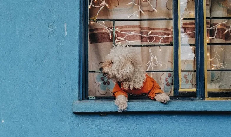 Nevoia de a fi văzută: Ziua în care am spus „nu”