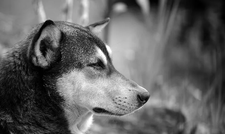 Noaptea care mi-a furat liniștea: O viață sub umbra neîncrederii