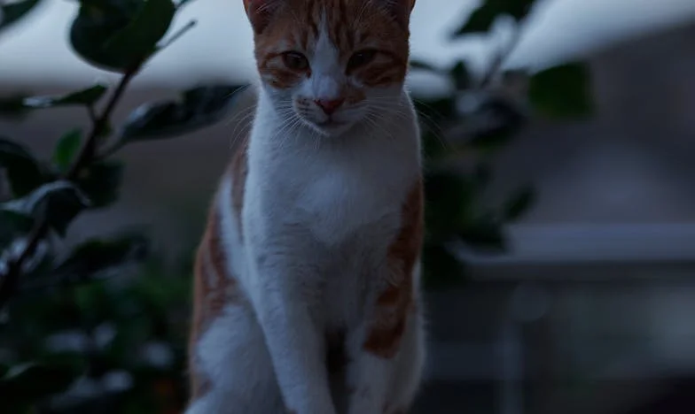 Noaptea care mi-a sfâșiat familia: O decizie aparent banală și un telefon care a schimbat totul