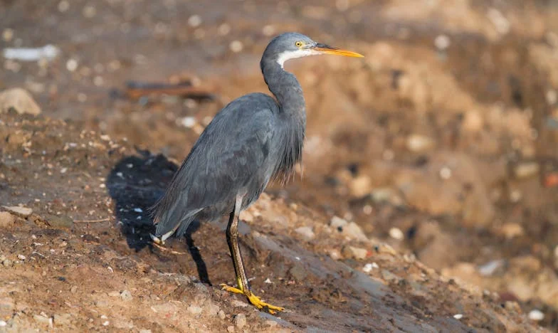Umbra unei trădări: Povestea mea dintr-o zi de marți