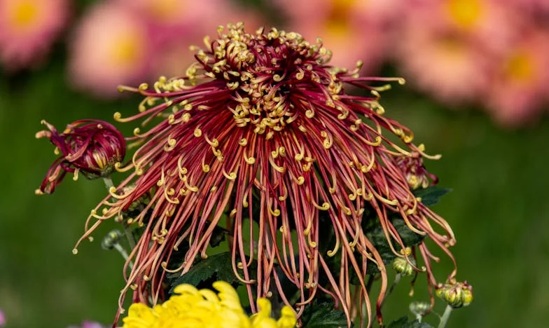 Vacanța care ne-a despărțit: Cum mama-soacră mi-a transformat visul în coșmar