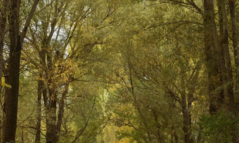 Ai plecat, iar acum suntem străini: Povestea unei mame din București