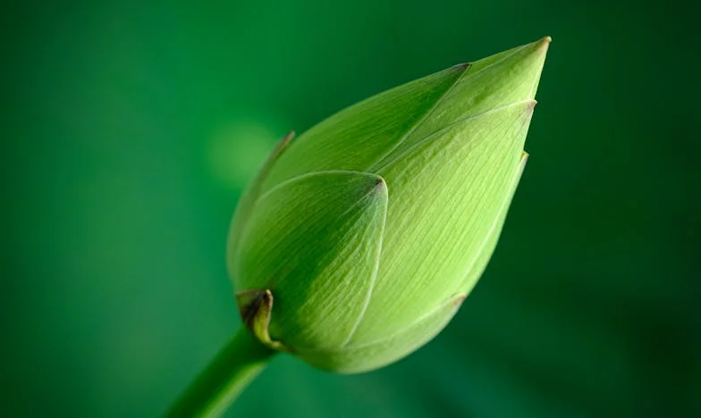 Când mama nu mai știa cine sunt: Povestea mea despre iubire, durere și iertare