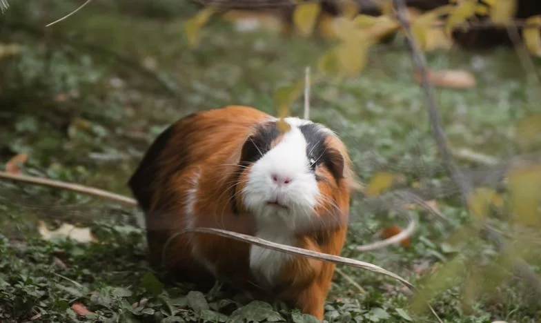 Când străinul devine familie: Povestea mea și a Anei, femeia care mi-a redat identitatea