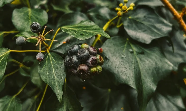 Cum am învățat-o pe verișoara mea să nu mai vină neinvitată de sărbători