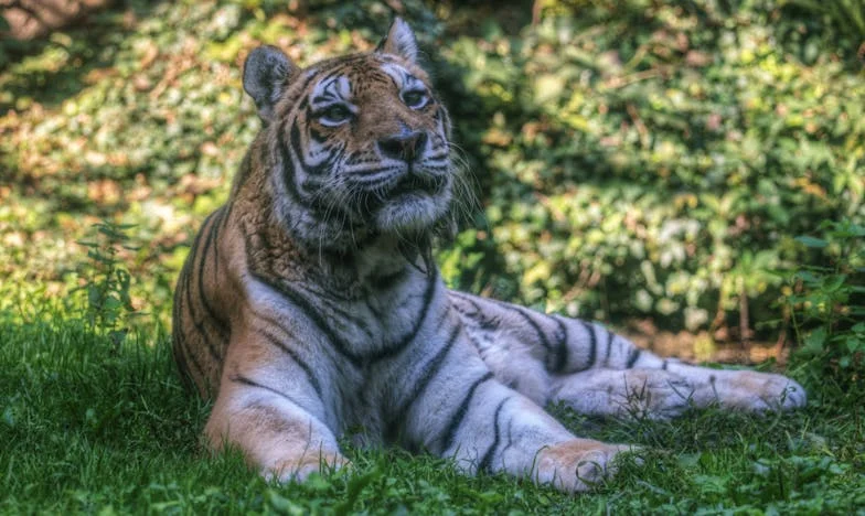 Jurnalul Meu, Dușmanul Meu: O Mărturisire Care Mi-a Schimbat Viața