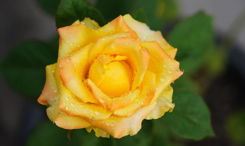 Mic dejun cu soacra: Cum am găsit libertatea în mijlocul conflictului