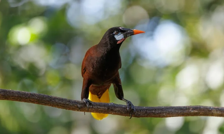 O nuntă visată, transformată în coșmar: Când banii rup o familie românească