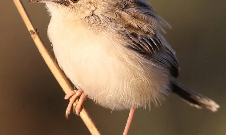 O vorbă aruncată, o viață distrusă: Povestea unei mame trădate de propriul copil