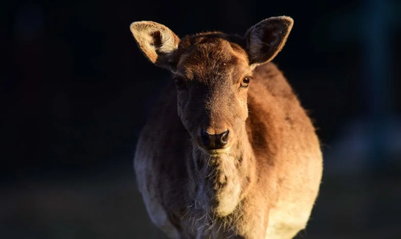 Oaspete printre umbre: Când o vizită de familie devine coșmar