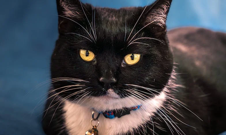 Patru case pentru Lucia – Povestea unei trădări de familie