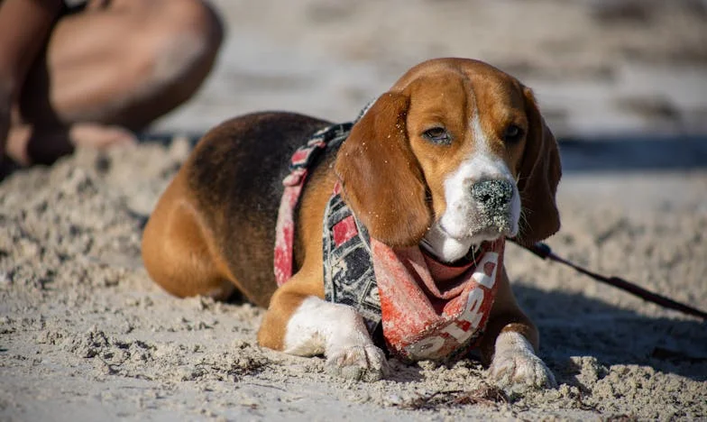 Scrisoarea care mi-a sfâșiat viața: Cum procesul de pensie alimentară de la mama mea a schimbat totul