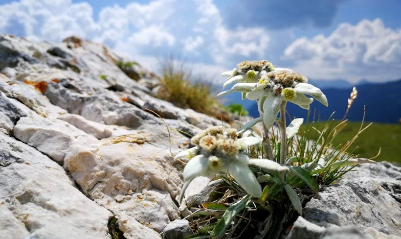 Telefonul care mi-a sfâșiat viața – povestea unei prietenii pierdute, a trădării și a secretelor de familie