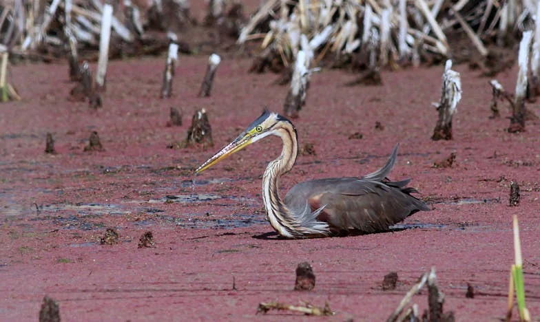 Umbra fratelui meu – Povestea unei trădări de familie