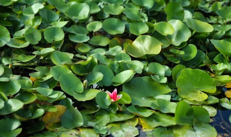 Umbra tatălui-soțului: Când casa mea nu mai e a mea