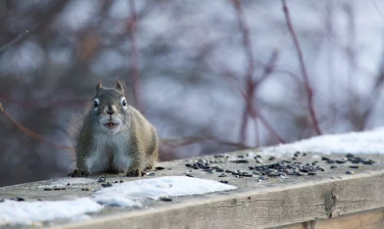 Umbra unei zile de naștere: Povestea unei femei invizibile
