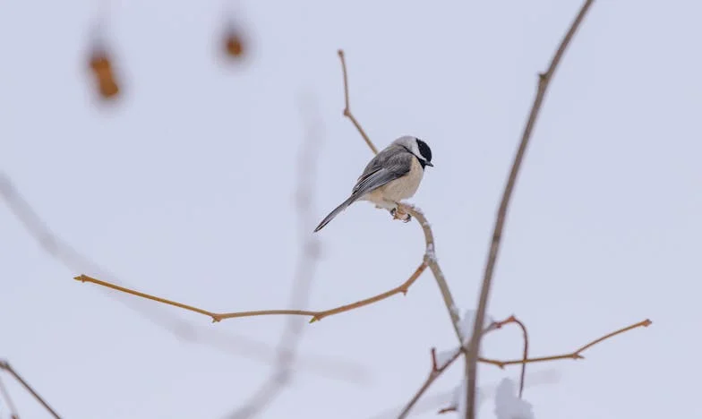 Ziua în care am învățat să spun „nu”: Visul de la malul lacului și realitatea familiei mele