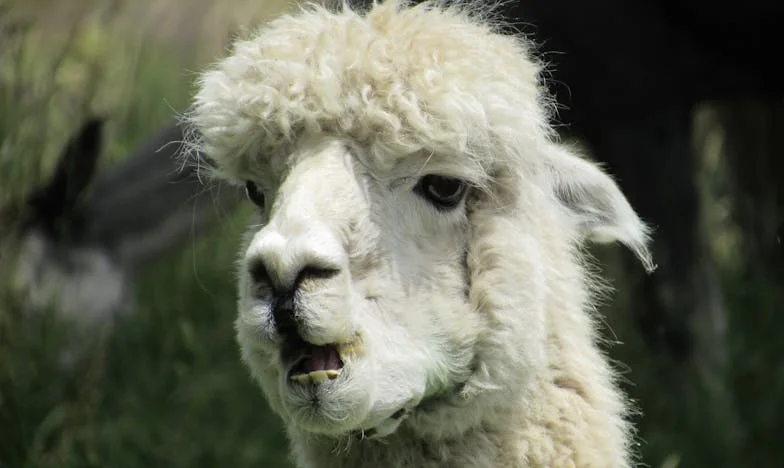 „Dacă nu vrei să stai la masă cu familia mea, doar gătește și pune masa, apoi pleacă!” – Lupta mea pentru respect într-o familie românească