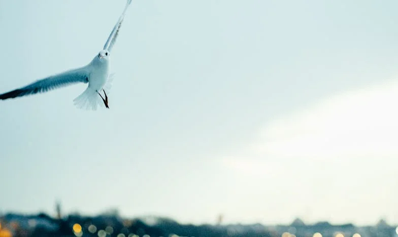 Frumusețea Nevăzută: Povestea Anei între Oglinzi și Adevăr