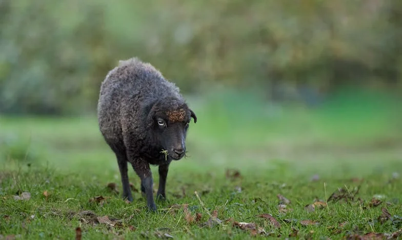 Între Dor și Libertate: Povestea unei Mame și a Fiului Său