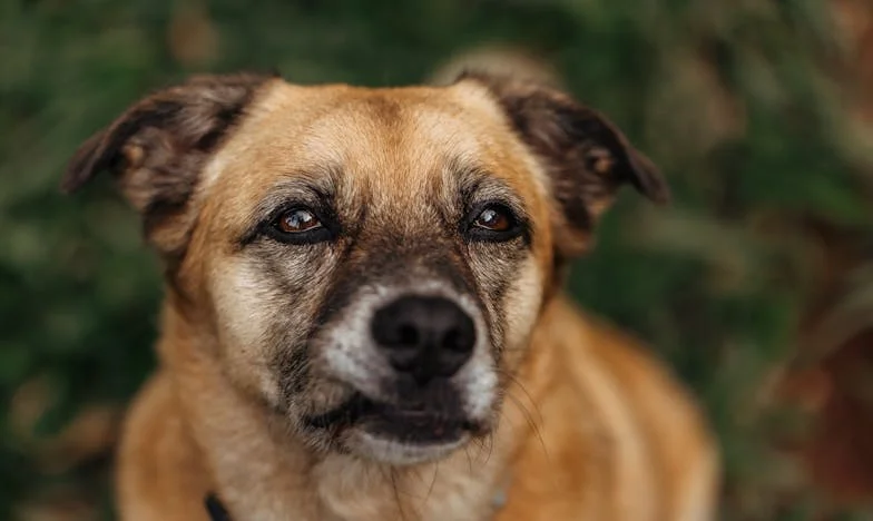 Între două lumi: Lupta mea cu regulile soacrei și tăcerea soțului