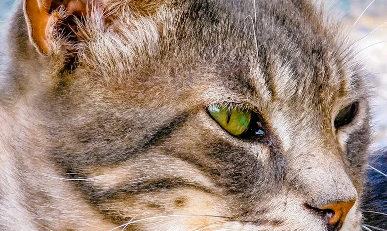 Oprește-te, Ana! – Povestea unei nurori în lupta cu prejudecățile familiei