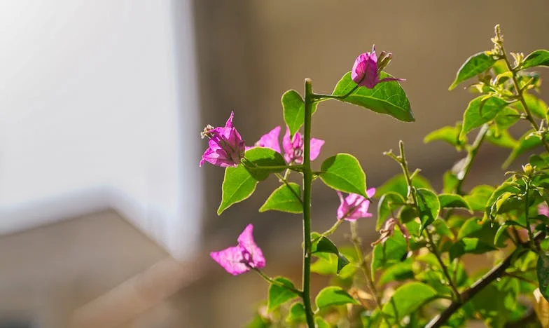 Scrisoarea care mi-a schimbat viața: Povestea unei case și a unei comunități