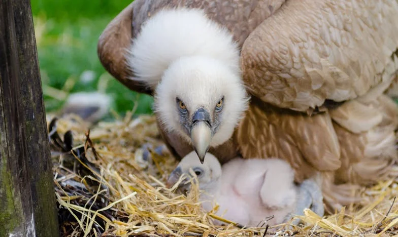 Umbre peste casa bunicii: Povestea unei familii sfâșiate de moștenire și indiferență