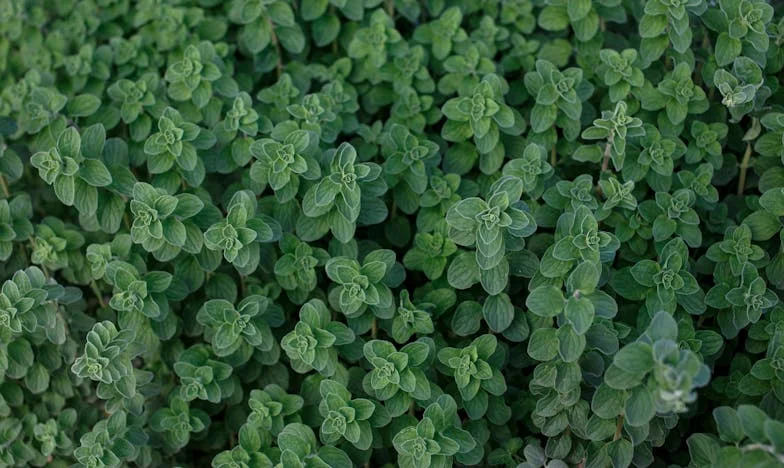 „Ți-am cerut doar o dată, și n-ai înțeles. Acum ieși din casa mea pentru totdeauna!” – Povestea unei mame care a iubit prea mult