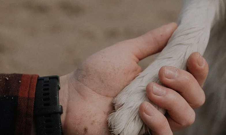 Când am aflat că soțul meu mă trădează, am vrut să-i dau afară părinții din casă – dar nu am putut niciodată să fac asta