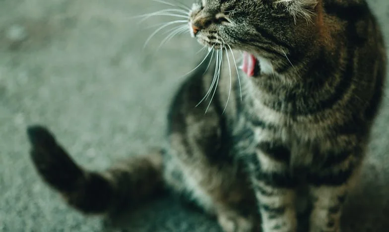 Cinci ani în umbră: Cum am căutat-o pe fiica mea, Larisa