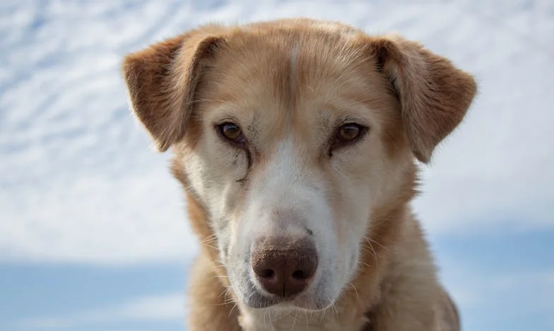 Crăciunul care mi-a schimbat viața: Cum i-am spus „nu” soacrei mele